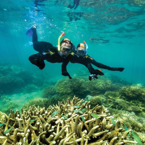 Snorkel Tours Fitzroy Island Beach Activities Glass Bottom Boat