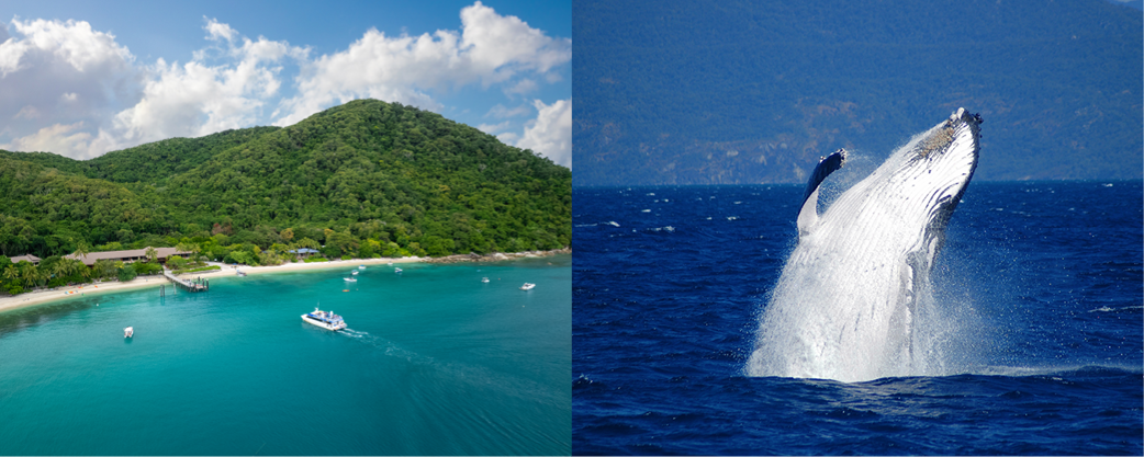 Whale Watching Fitzroy Cairns Tours