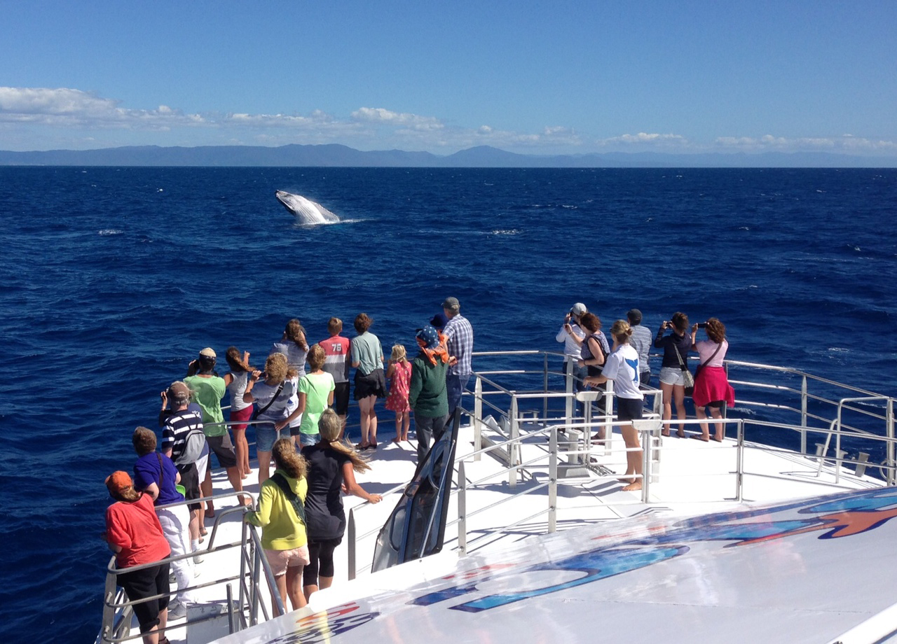 Whale Watching Fitzroy Cairns Tours